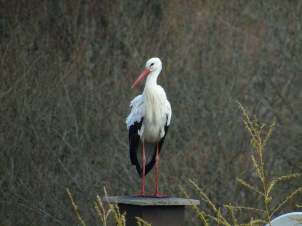 Gite Du Cerf Birkenwald Kültér fotó