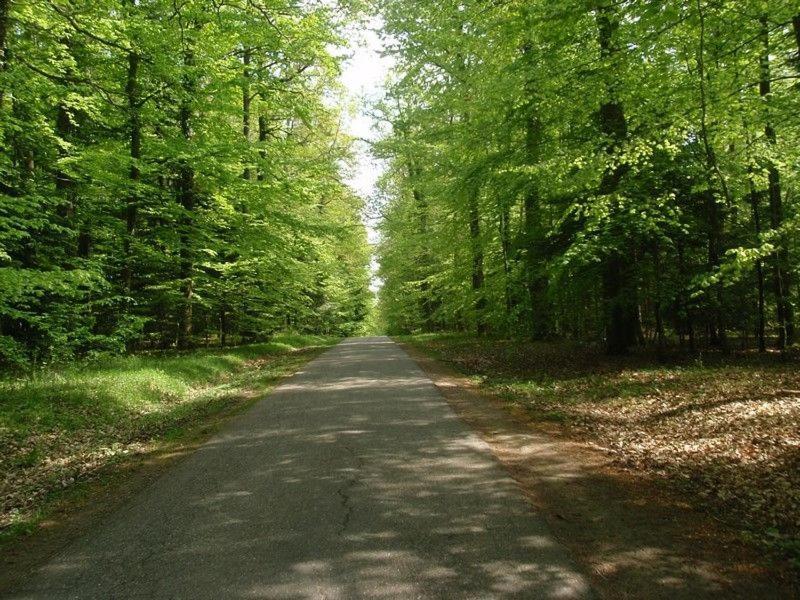 Gite Du Cerf Birkenwald Kültér fotó